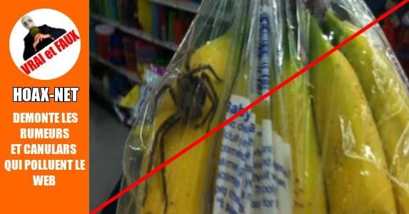Araignées venimeuses dans les sachets de bananes.