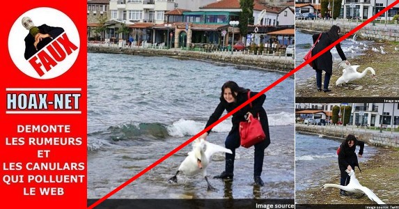 Non, une touriste bulgare n’a pas tué un cygne en prenant un selfie !