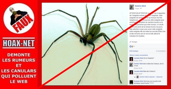 Araignée recluse brune en Gaspésie : inutile de paniquer !