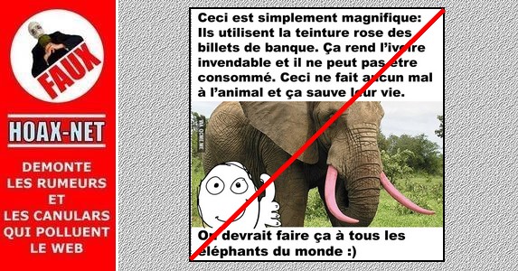 Non, on ne teint pas les défenses des éléphants en rose pour les protéger !