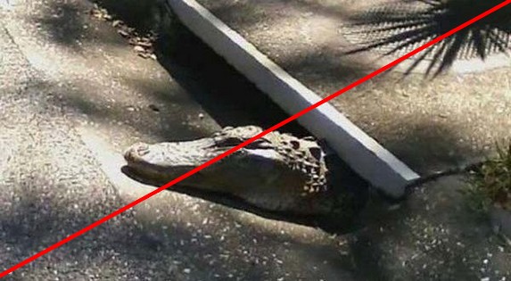 crododiles échappés du zoo de Vincennes-1-