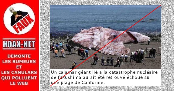 Non, ce calamar n’est pas devenu géant suite à la catastrophe nucléaire de Fukushima !
