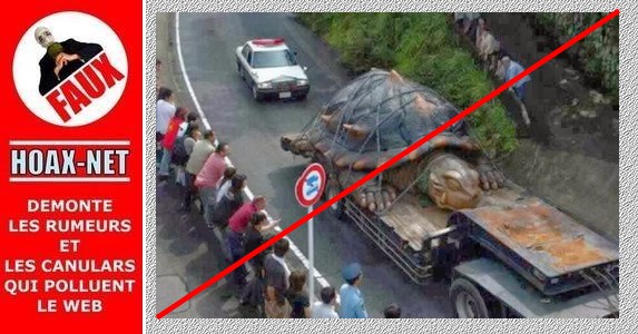 Non, ce n’est pas la photo d’une vraie tortue géante !