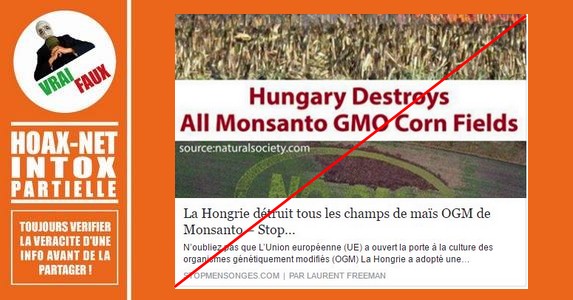Non, la Hongrie n’a pas détruit tous les champs de maïs OGM de Monsanto.