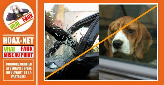 Non, la police n’autorise pas à casser la vitre d’une voiture pour sauver un animal, mais …