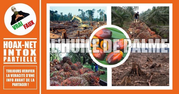 Petite mise au point sur la très controversée huile de palme.