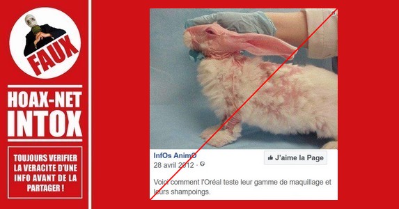 Non, ce lapin n’est pas le résultat d’un test cosmétique de l’Oréal.
