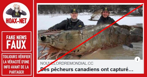 Non, une crevette géante de 145 kg n’a pas été pêchée au Canada