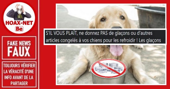 FAUX – Non, donner des glaçons à son chien n’est pas dangereux.