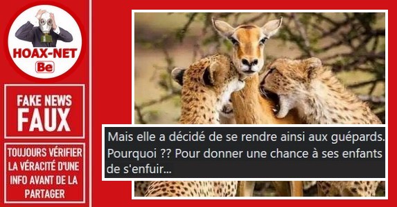 La FAUSSE histoire virale des guépards et de l’impala (antilope).