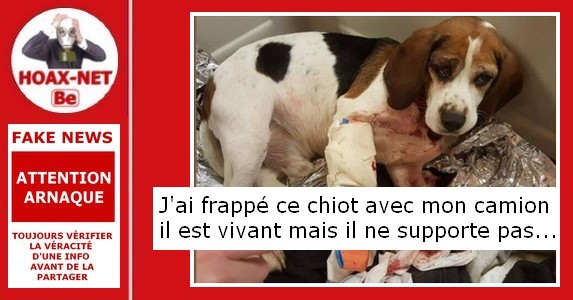 « Une personne prétend avoir renversé un chien à Lorient » (publiée avec le nom de diverses villes de France).