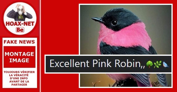 Non, cet oiseau n’est pas un « PINK ROBIN » et n’est pas rose à l’origine !