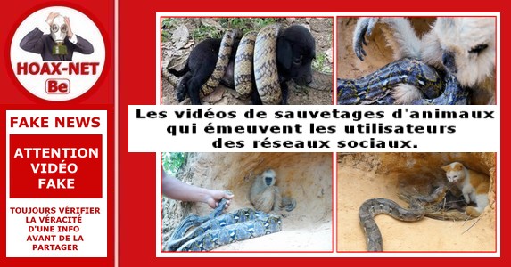 Maltraitances animales : Les vidéos trompeuses sur les faux sauvetages d
