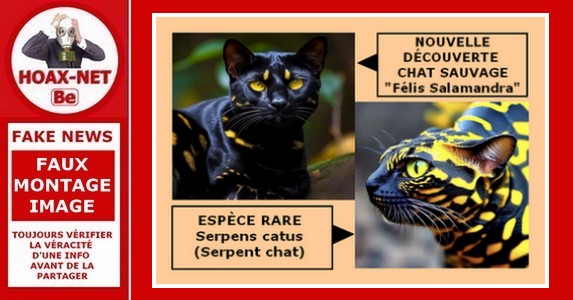 Non, ces deux photos ne montrent pas des nouvelles races de chat !