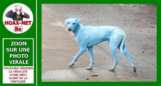 Le mystère des chiens bleus de Navi Mumbai (Inde), est-ce vrai et comment est-ce possible ?