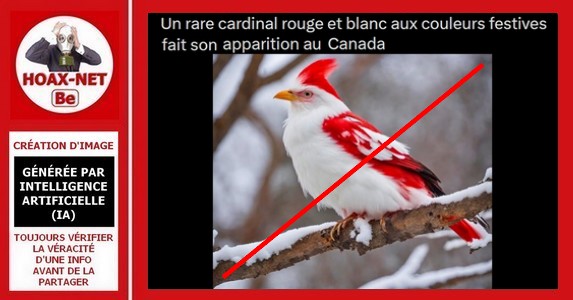 Non, un rare « cardinal rouge et blanc » n’a pas fait son apparition au Canada.