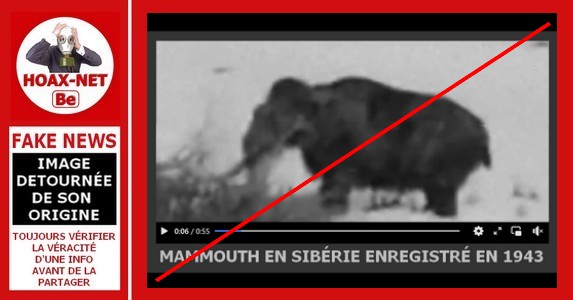 Non, en 1943 un soldat allemand n’a pas filmé en Sibérie un mammouth vivant.