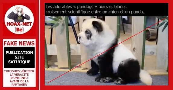 Non, le « Pandog » n’est pas une création scientifique (adn) entre un chien et un panda, ce n’est pas possible.