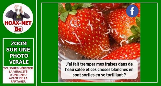 Oui, de petits insectes peuvent se cacher dans vos fraises, mais ils sont sans danger pour l’être humain.